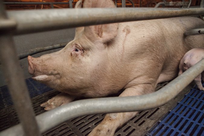 Farrowing crates at Golden Grove Piggery NSW