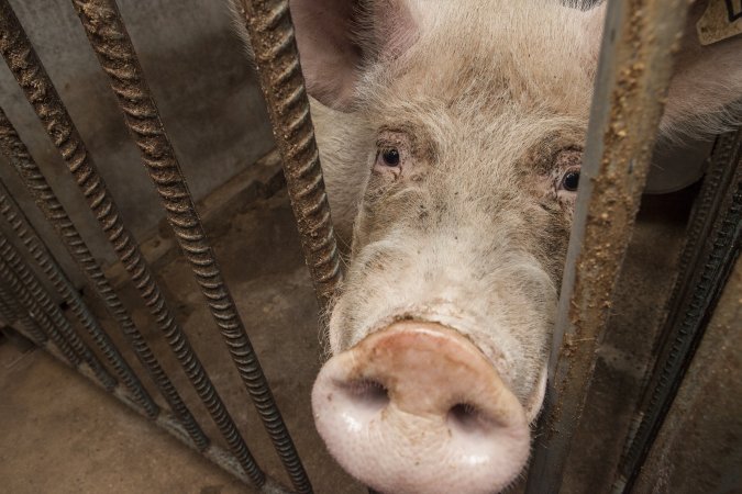 Boar poking head through bars