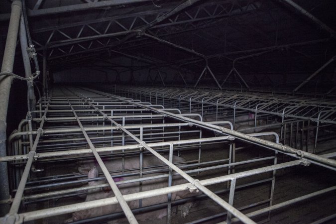 Sows in converted sow stalls with group area at back