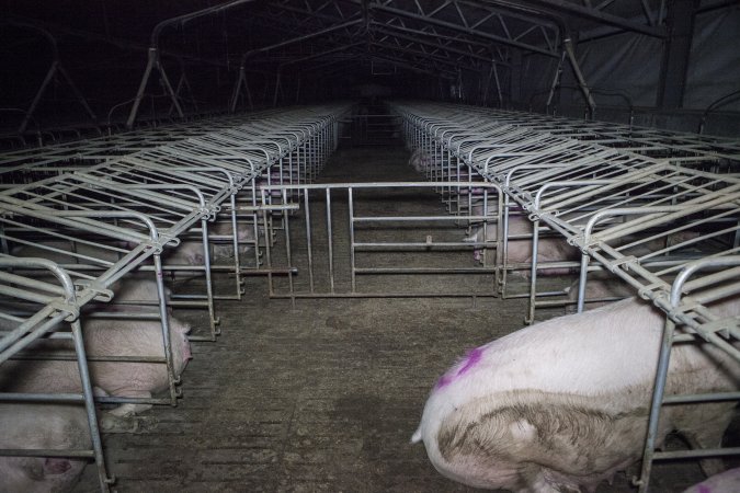 Sows in converted sow stalls with group area at back
