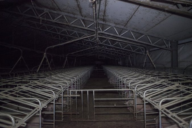 Sows in converted sow stalls with group area at back