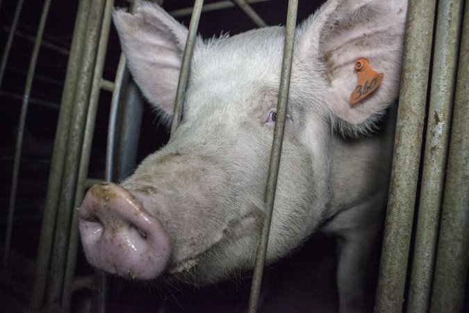 Sows in converted sow stalls with group area at back