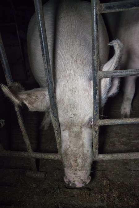 Group housing for sows