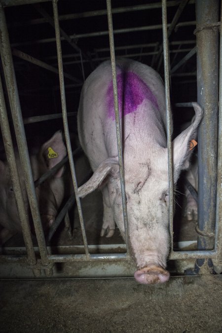Sows in converted sow stalls with group area at back