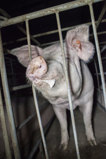 Sows in converted sow stalls with group area at back