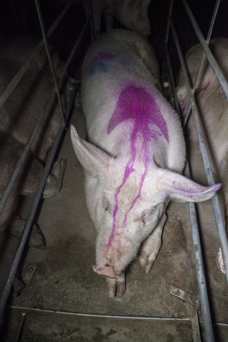 Sows in converted sow stalls with group area at back