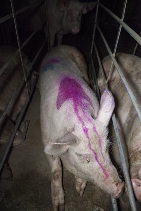 Sows in converted sow stalls with group area at back