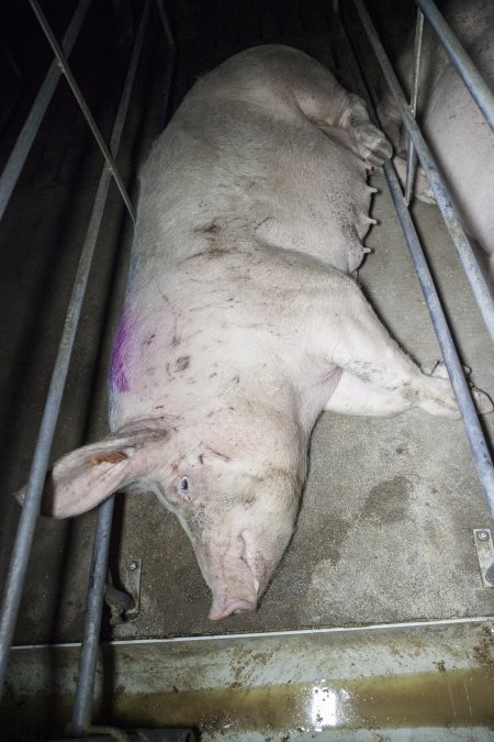 Sows in converted sow stalls with group area at back