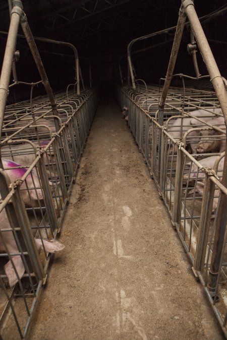 Farrowing crates at Golden Grove Piggery NSW