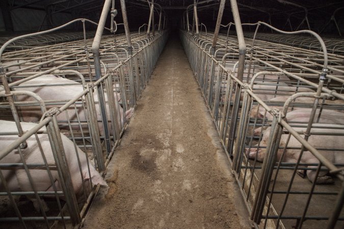 Sows in converted sow stalls with group area at back