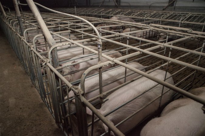 Sows in converted sow stalls with group area at back