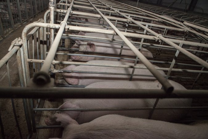 Sows in converted sow stalls with group area at back
