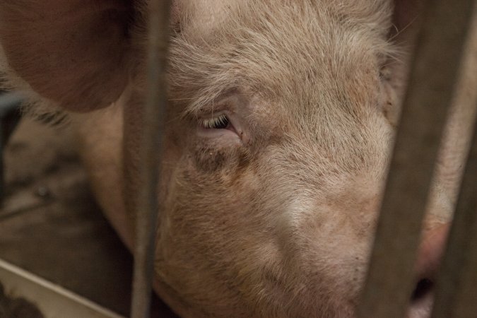 Sows in converted sow stalls with group area at back