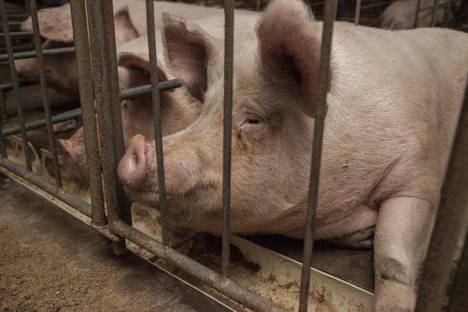 Sows in converted sow stalls with group area at back