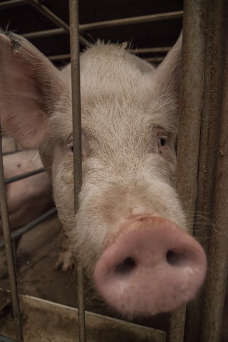 Sows in converted sow stalls with group area at back