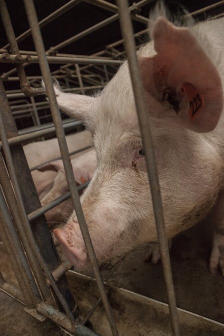 Sows in converted sow stalls with group area at back