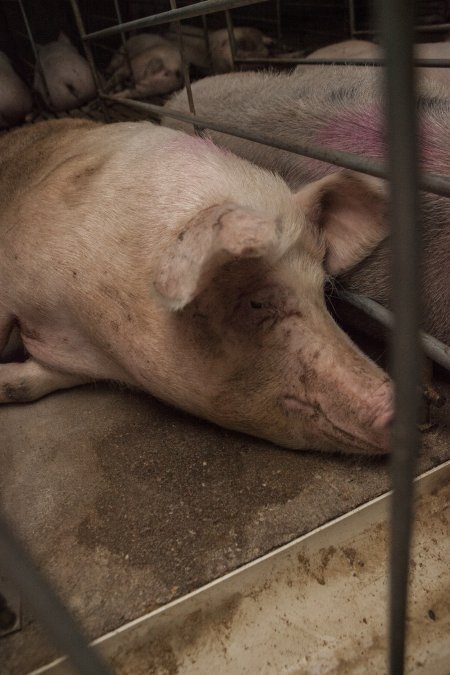 Sows in converted sow stalls with group area at back