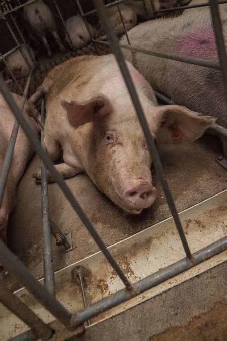 Sows in converted sow stalls with group area at back