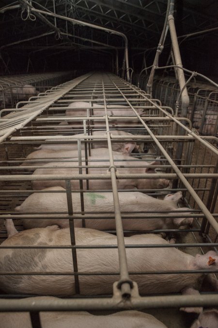 Sows in converted sow stalls with group area at back