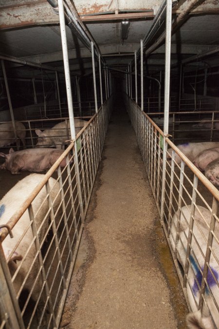 Group sow housing in insemination shed