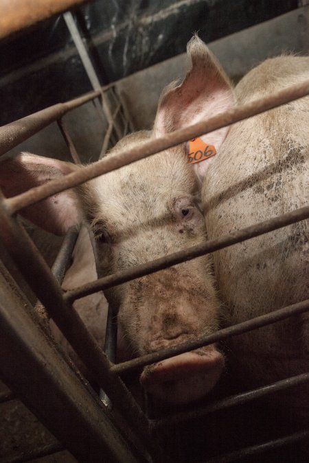 Group sow housing in insemination shed