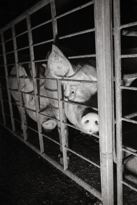 Group sow housing in insemination shed