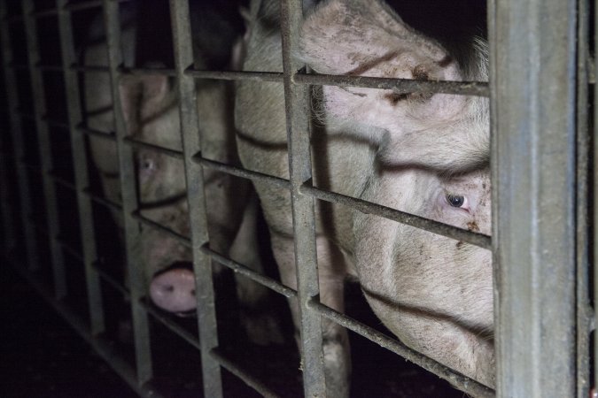 Group sow housing in insemination shed