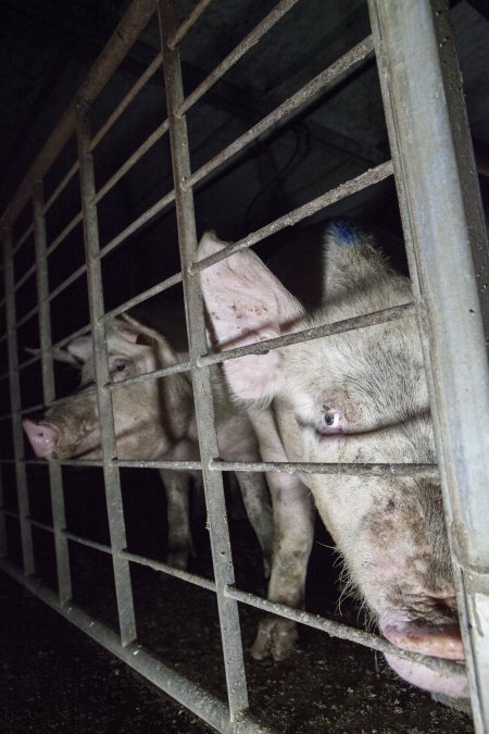 Group sow housing in insemination shed