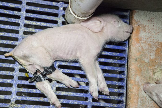 Piglet with taped legs