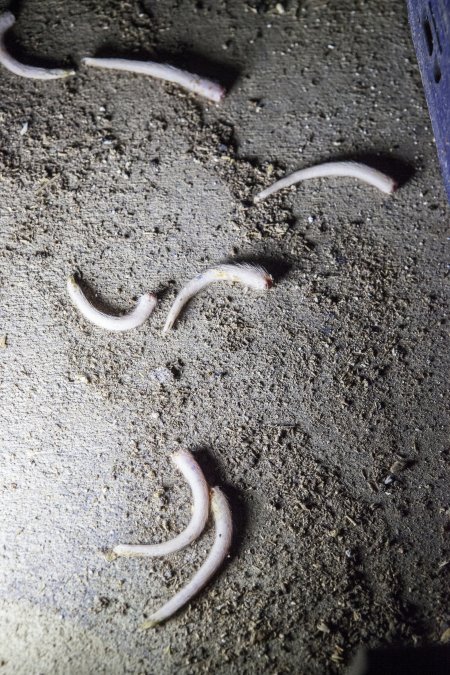 Severed piglet tails on floor