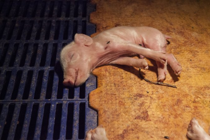 Farrowing crates at Golden Grove Piggery NSW