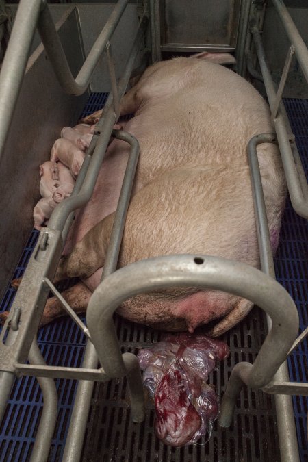 Farrowing crates at Golden Grove Piggery NSW