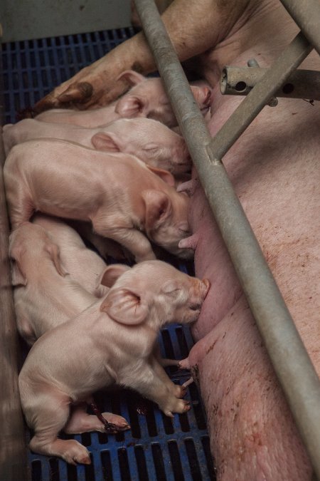 Piglets suckling