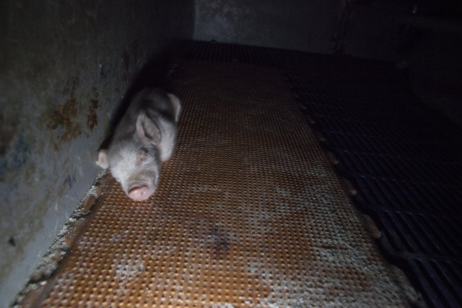 Piglet alone at side of crate