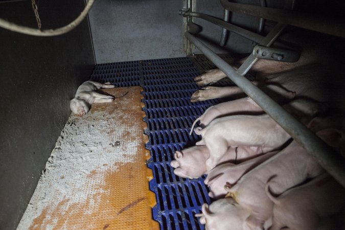 Dead piglet at side of crate