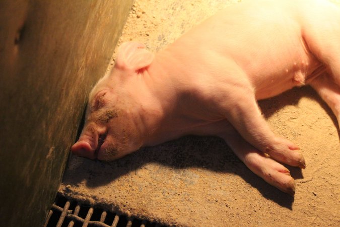 Farrowing crates at Wonga Piggery NSW