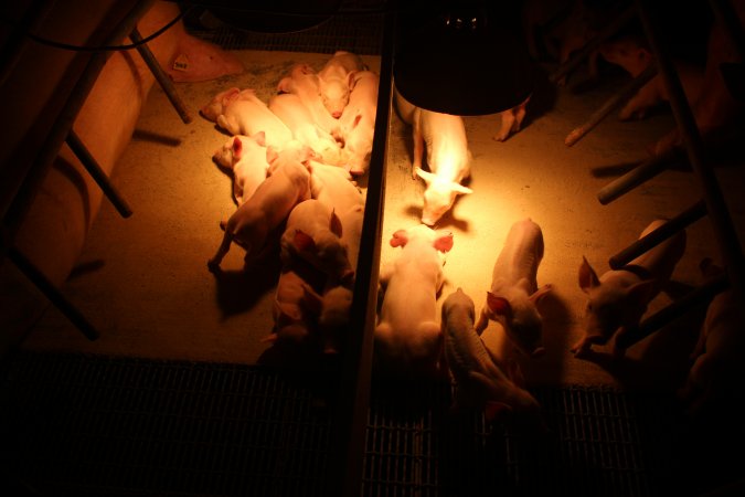 Farrowing crates side by side