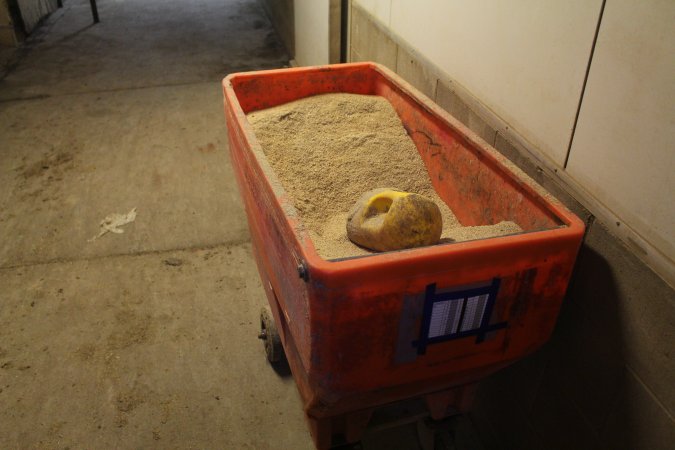 Feed tray in corridor