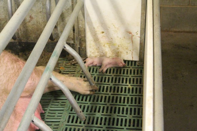 Dead piglet in crate