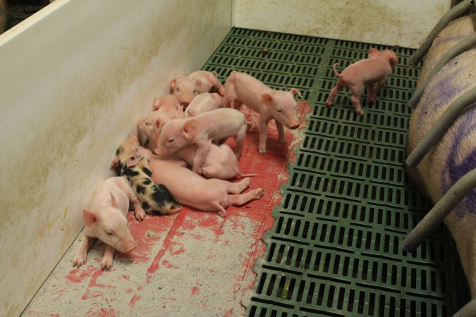 Farrowing crates at Wonga Piggery NSW