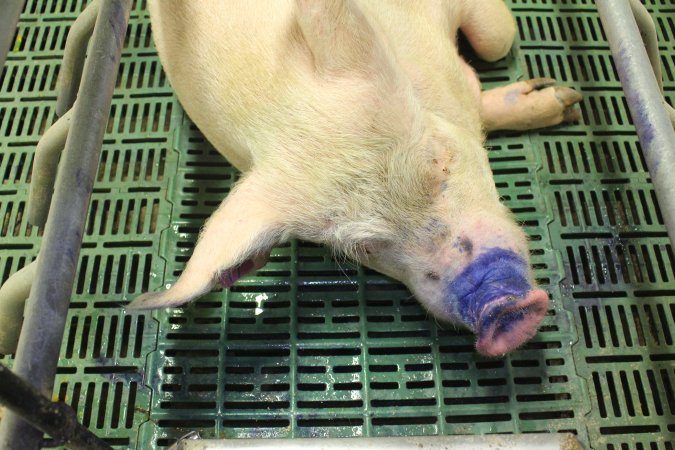 Farrowing crates at Wonga Piggery NSW