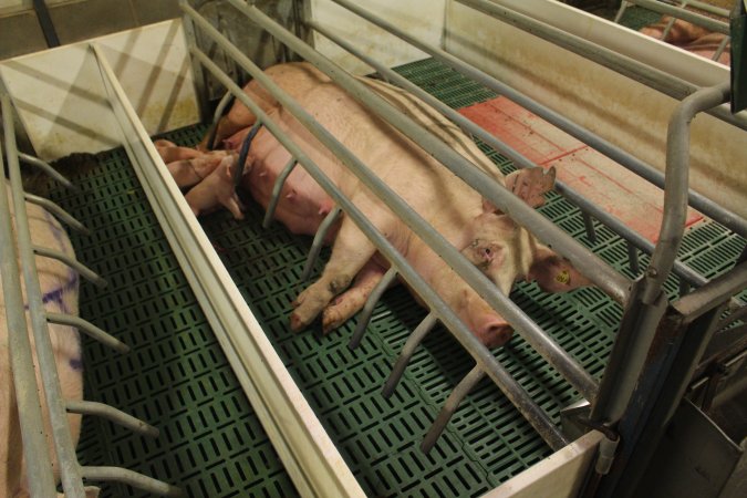 Farrowing crates at Wonga Piggery NSW