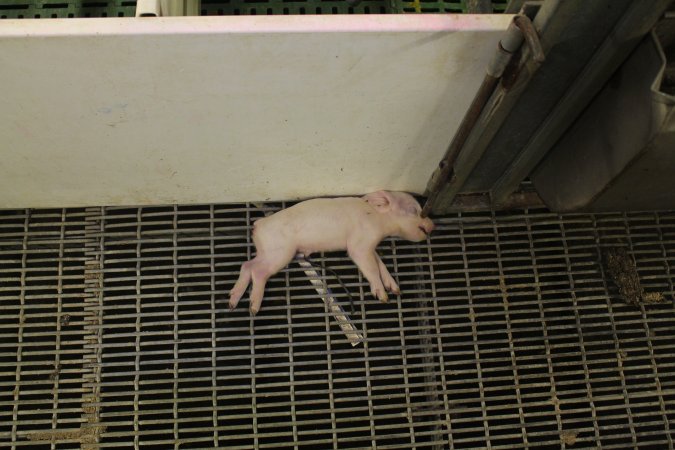Dead piglet in aisle