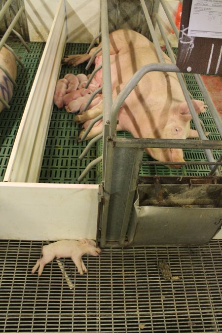 Farrowing crates at Wonga Piggery NSW