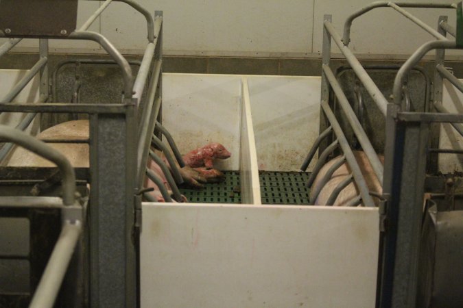 Newborn piglet in crate