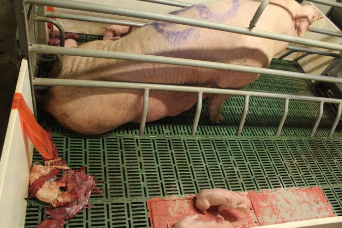 Stillborn piglet