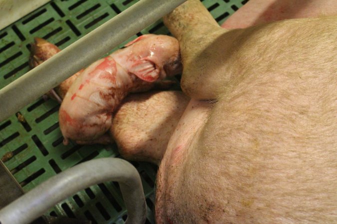 Newborn piglet