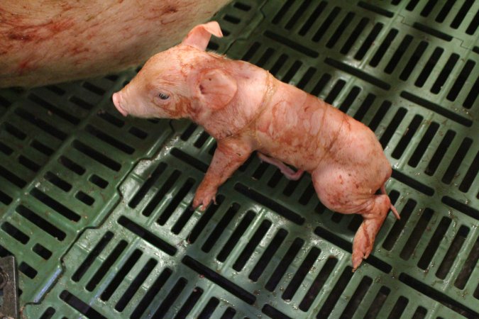 Newborn piglet