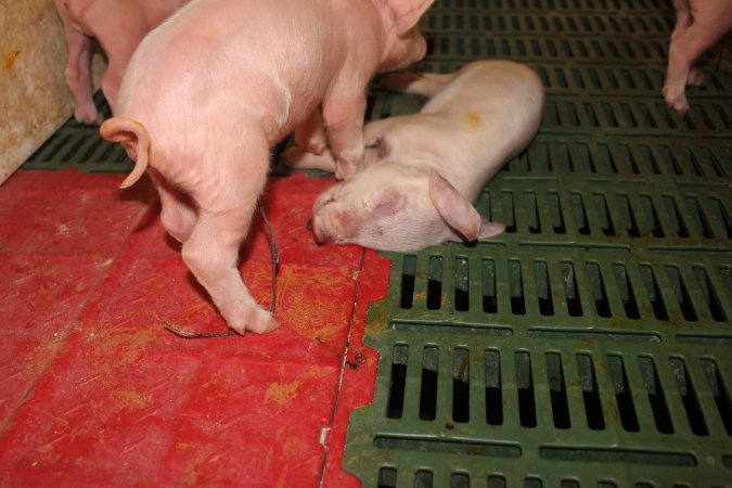 Dead piglet in crate