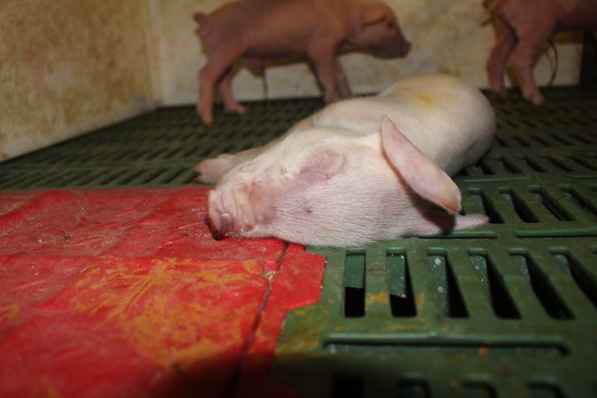 Dead piglet in crate